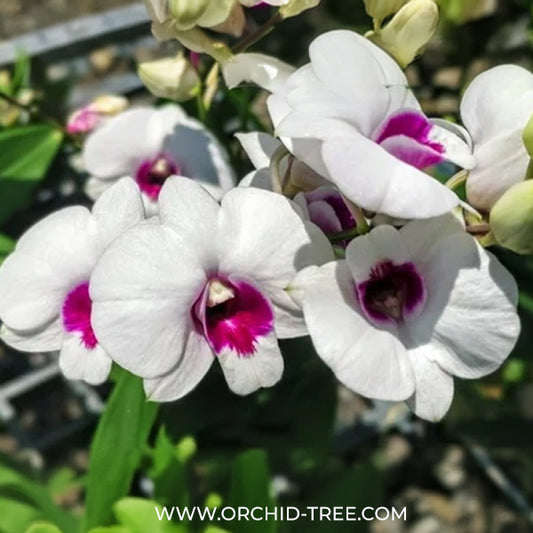 Dendrobium Glory White x Sirirattana Orchid Plant - BS