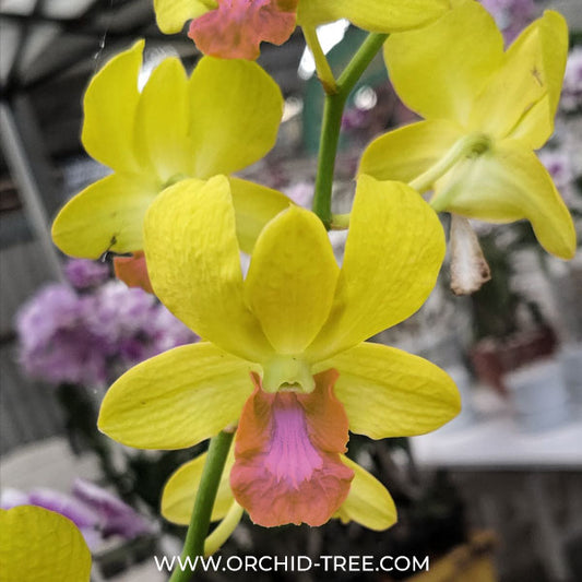 Dendrobium Yellow Pink Lip Orchid Plant - BS