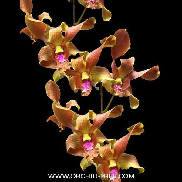 Dendrobium Burana Jade x lasianthera Orchid Plant -BS