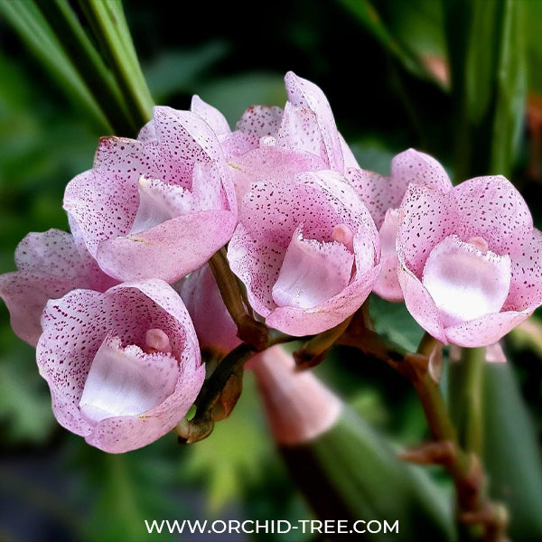 Peristeria Parotia - Pink Dove Orchid - BS