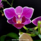 Phalaenopsis Electric Vibes Orchid Plant - FF