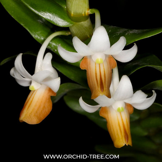 Dendrobium ellipsophyllum sp. Orchid Plant - BS