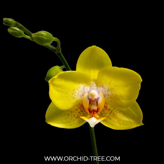 Phalaenopsis Fuller's Eldorado '3071' Orchid Plant - BS