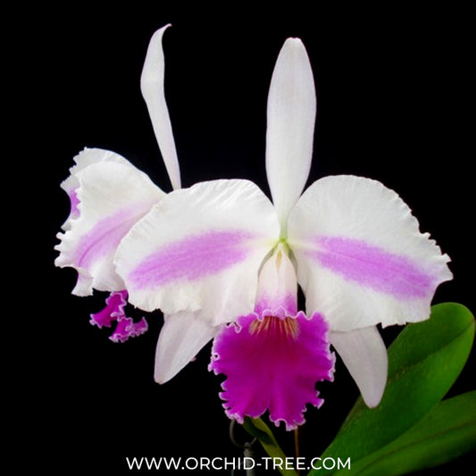 Cattleya Excelsior 'The Globe' Orchid Plant - BS