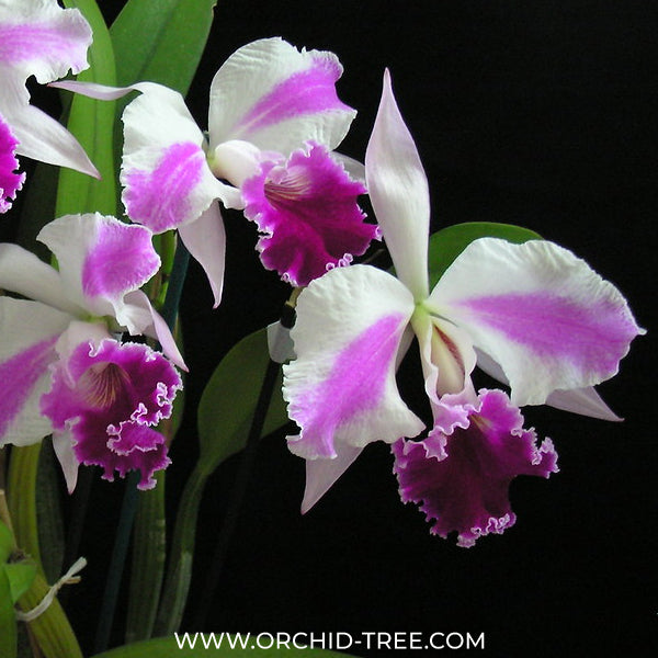 Cattleya Excelsior 'The Globe' Orchid Plant - BS