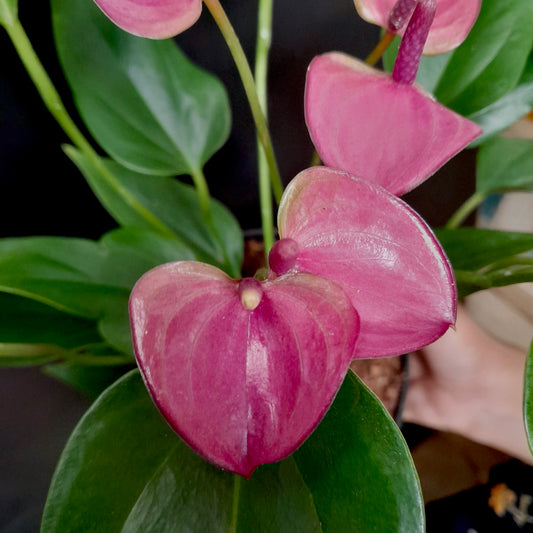 Anthurium Mini Purple- FF