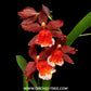 Oncidium. Wils. Hilo Firecracker Orchid Plant -BS