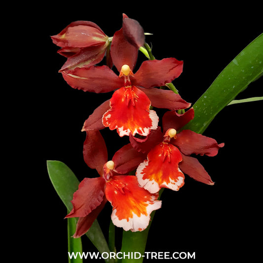 Oncidium. Wils. Hilo Firecracker Orchid Plant -BS