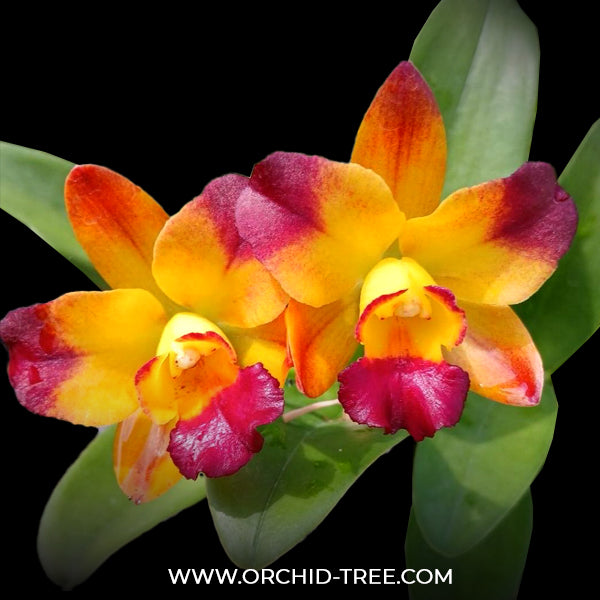 Cattleya Flame Fairy Orchid Plant -BS