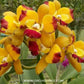 Cattleya Flame Fairy Orchid Plant -BS