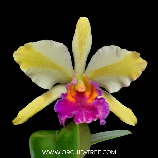 Cattleya (Rth.) Fu Shu Glory 'Happy Holiday' - BS