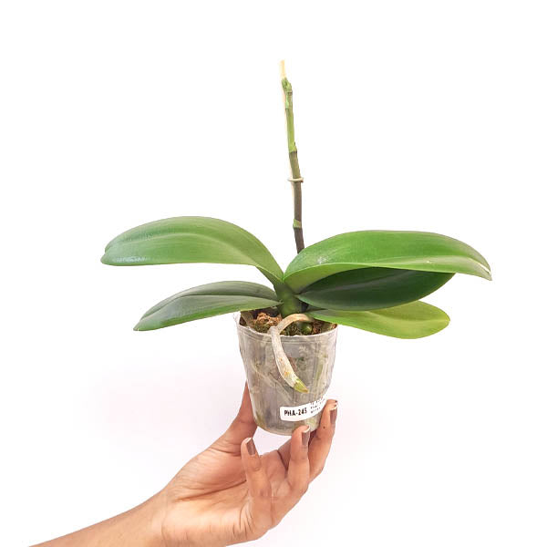 Phalaenopsis Fuller's Mask Stripe Orchid Plant - FF