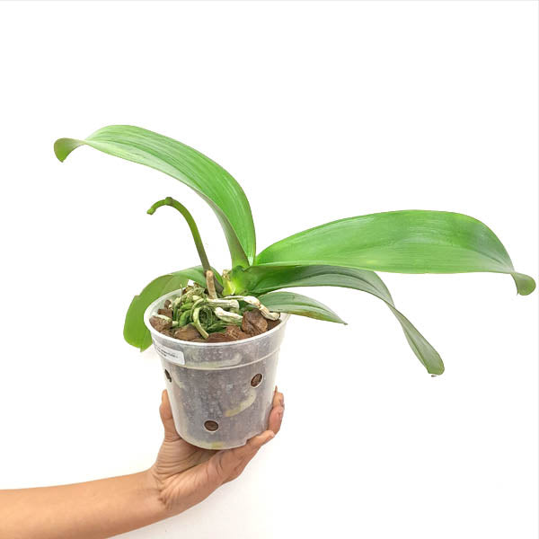 Phalaenopsis Fuller's Mask Stripe Orchid Plant - FF