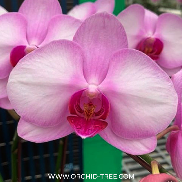 Phalaenopsis Fuller's Goddness Orchid Plant - FF