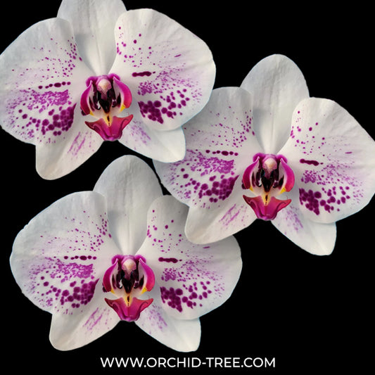 Phalaenopsis Fuller's Lady Orchid Plant-FF