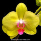 Phalaenopsis Fullers Sunset OX - FF