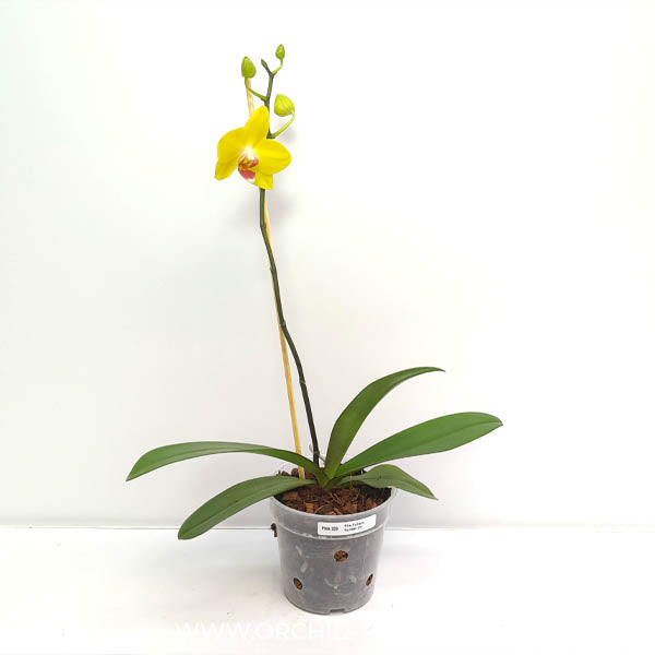 Phalaenopsis Fullers Sunset OX - FF