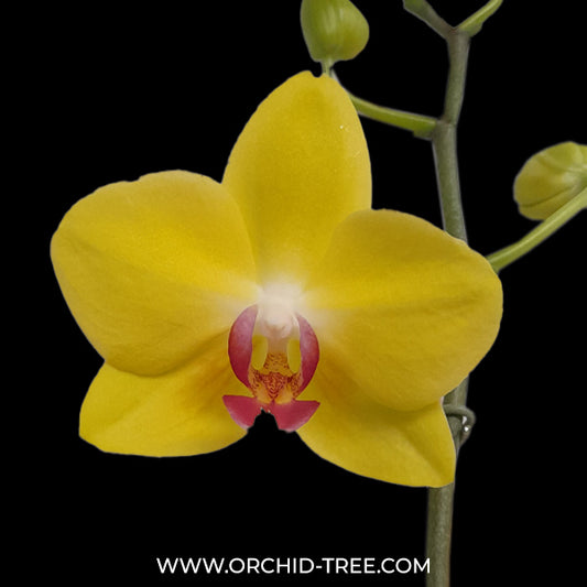 Phalaenopsis Fullers Sunset OX - FF