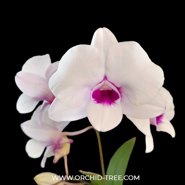 Dendrobium Glory White x Sirirattana Orchid Plant - FF