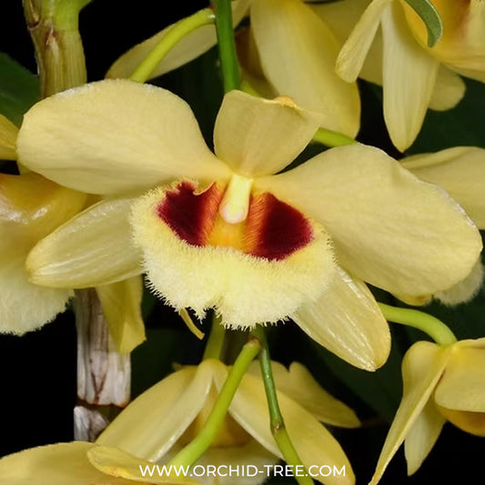 Dendrobium Gatton Sunray Orchid Plant - BS