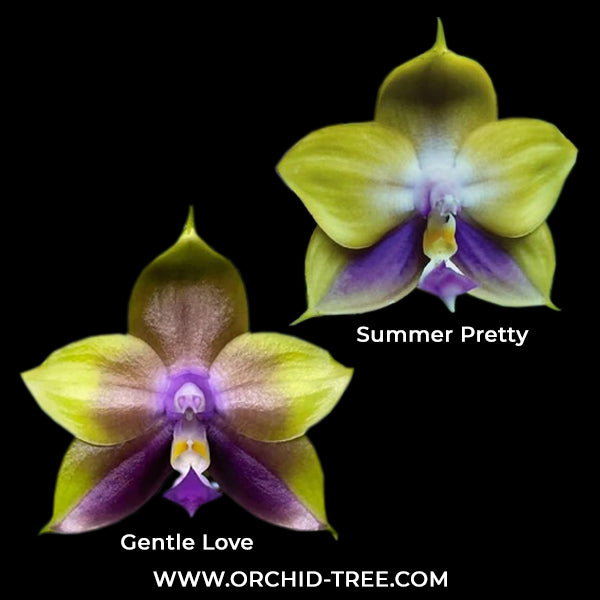 Phalaenopsis Gentle Love x Summer Pretty Orchid Plant - FF