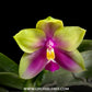 Phalaenopsis Gentle Love x Summer Pretty Orchid Plant - FF