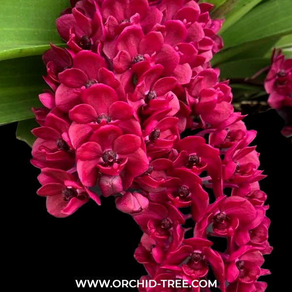 Rhynchostylis gigantea Red sp. - FF