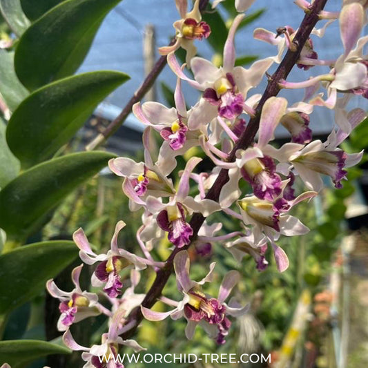 Dendrobium Gluediice Pink Orchid Plant - BS