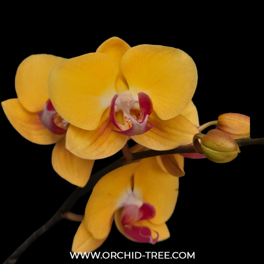 Phalaenopsis Younger Gold Girl Orchid Plant- FF