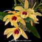 Dendrobium Gold Papillon 'Liberty Bell' - BS