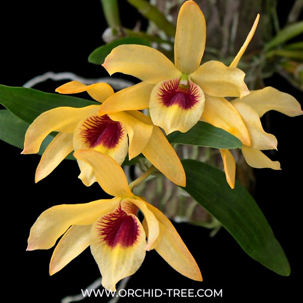 Dendrobium Gold Papillon 'Liberty Bell' - BS