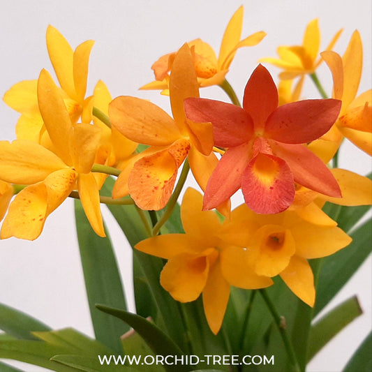 Cattleya Hidden Gold 'Lemon Stardust' Orchid Plant -BS