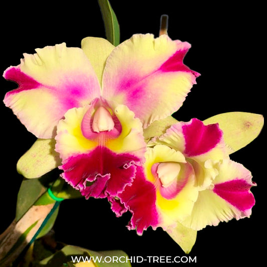 Cattleya Goldenzelle Egg Nog x Maris Song Mad Butterfly Orchid Plant - BS