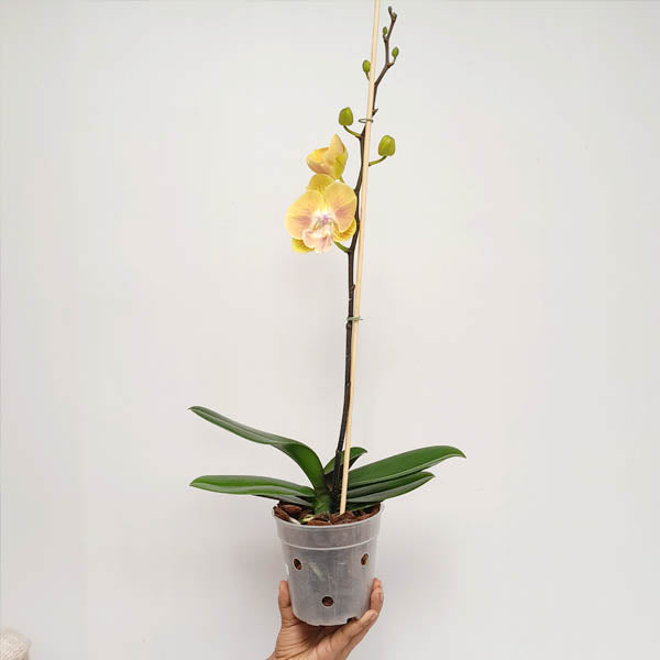 Phalaenopsis Golden Aphrodite Orchid Plant - FF