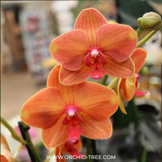 Phalaenopsis Happy Orange Orchid Plant - FF