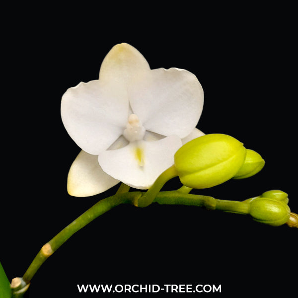 Phalaenopsis Happy Shell Orchid Plant - BS