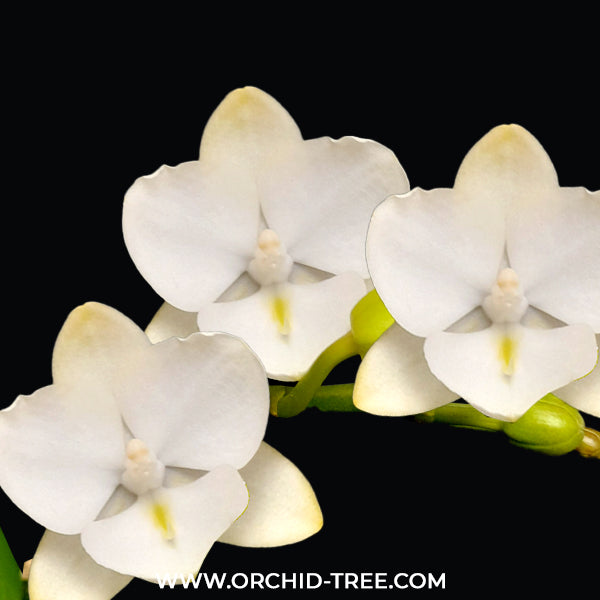 Phalaenopsis Happy Shell Orchid Plant - BS