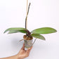 Phalaenopsis Harck Gentleman Orchid Plant - FF