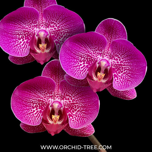 Phalaenopsis Harck Gentleman Orchid Plant - FF