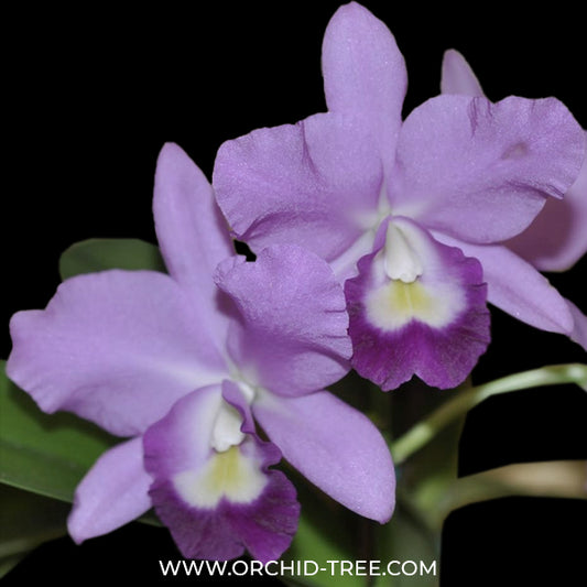 Cattleya (Lc.) Hawaiian Blue Sky Orchid Plant - BS