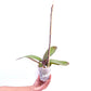 Phalaenopsis Lavender Helios Orchid Plant -FF