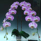 Phalaenopsis Lavender Helios Orchid Plant -FF