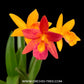 Cattleya Hidden Gold 'Lemon Stardust' Orchid Plant -BS