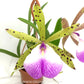 Cattleya Hippodamia Orchid Plant - BS