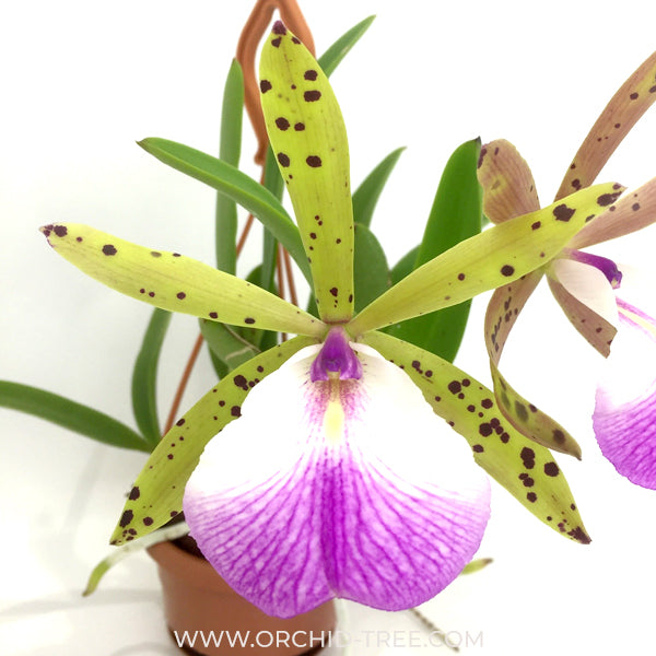 Cattleya Hippodamia Orchid Plant - BS