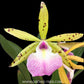 Cattleya Hippodamia Orchid Plant - BS