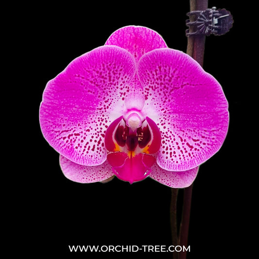 Phalaenopsis Honey Angel - FF