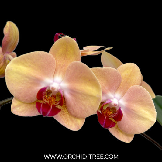 Phalaenopsis Honey Golden Beauty Orchid Plant - FF