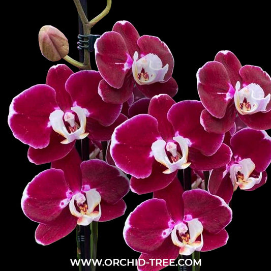 Phalaenopsis Hot Chilli Orchid plant - FF