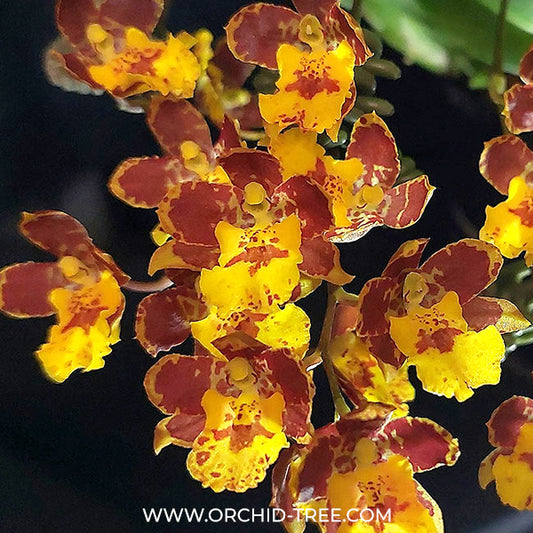 Oncidium Howeara Chiantzy Lovely 'Goldmine' Orchid Plant - BS